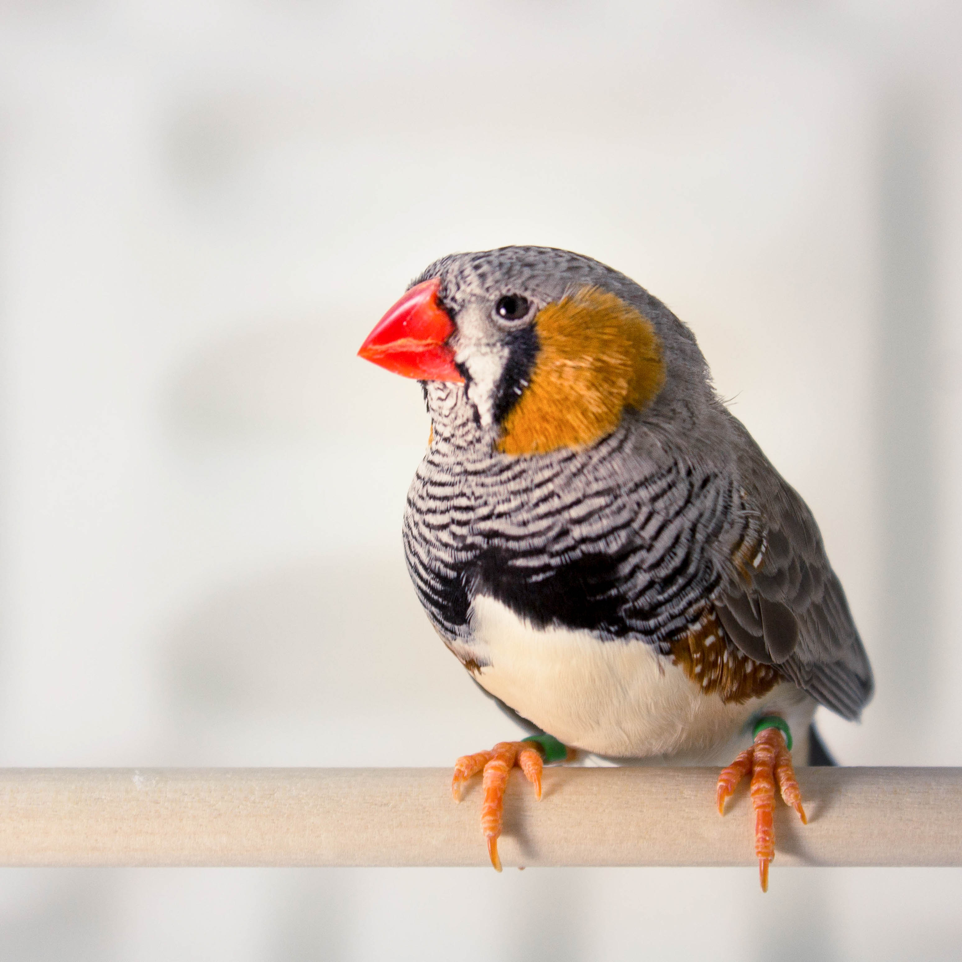 Male zebra finch perched on a dowel